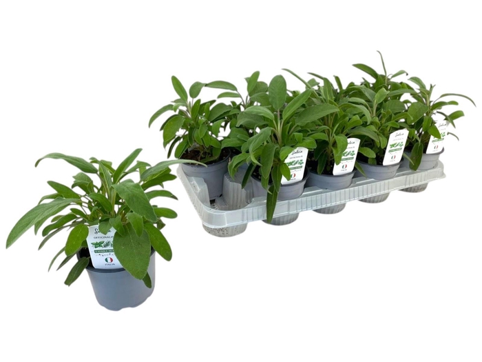 <h4>SALVIA OFFICINALIS</h4>