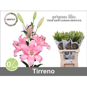LI LA TIRRENO 4+
