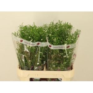 AST MONTE CASINO IMP