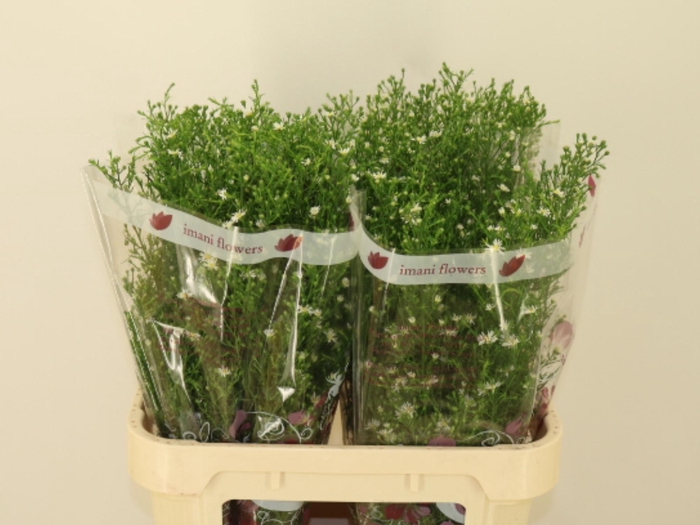 <h4>AST MONTE CASINO IMP</h4>