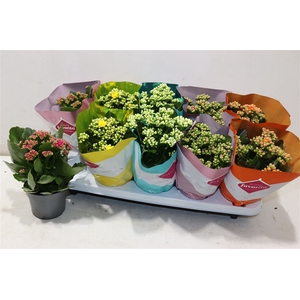 Kalanchoe Double Deluxe Mix