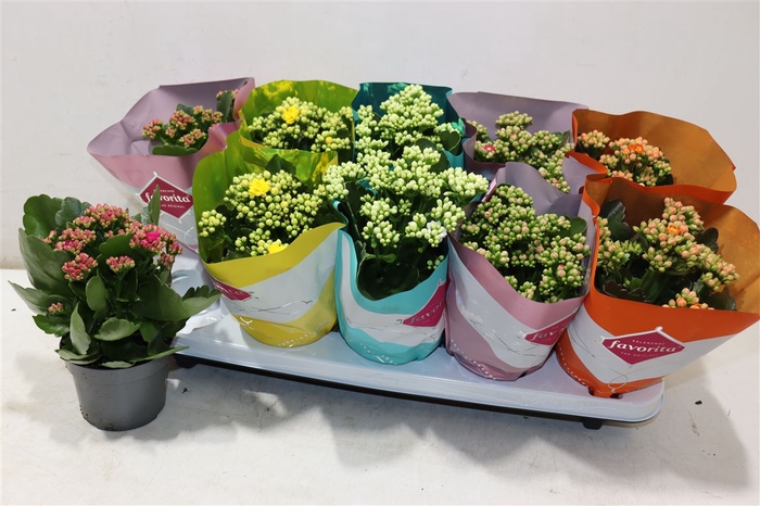<h4>Kalanchoe Double Deluxe Mix</h4>