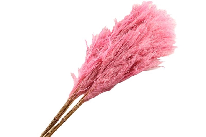 Sacuara Pink