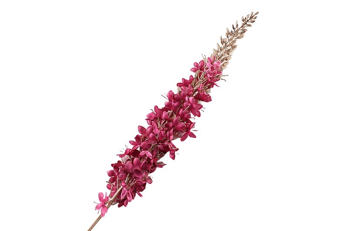 Eremurus Cerise