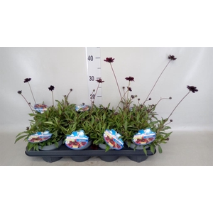 Cosmos atrosang.