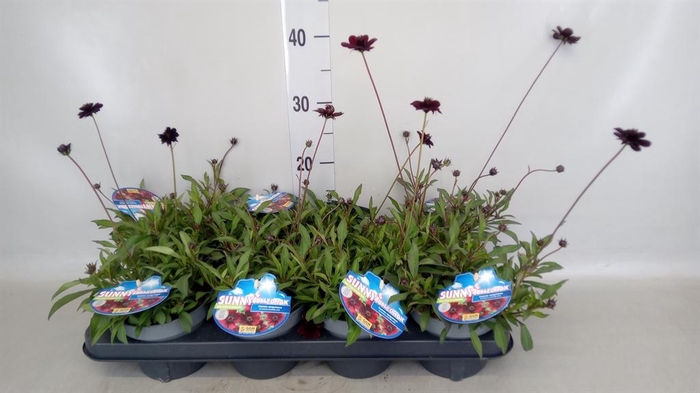 <h4>Cosmos atrosang.</h4>