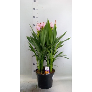 Curcuma alism. 'Siam Swing'