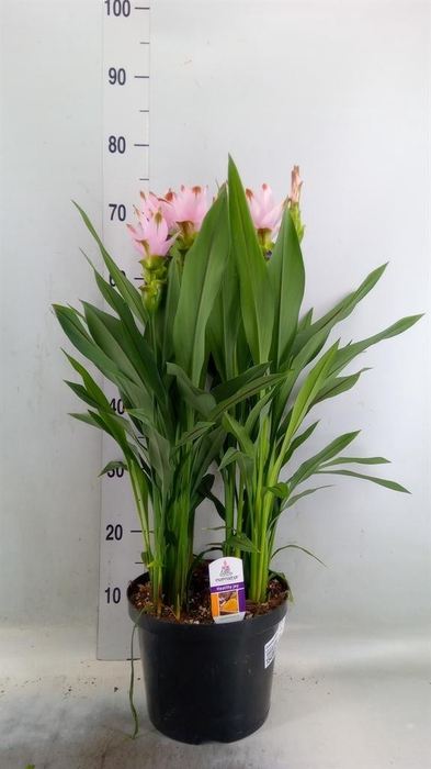 <h4>Curcuma alism. 'Siam Swing'</h4>