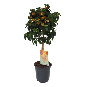 Lantana oranje