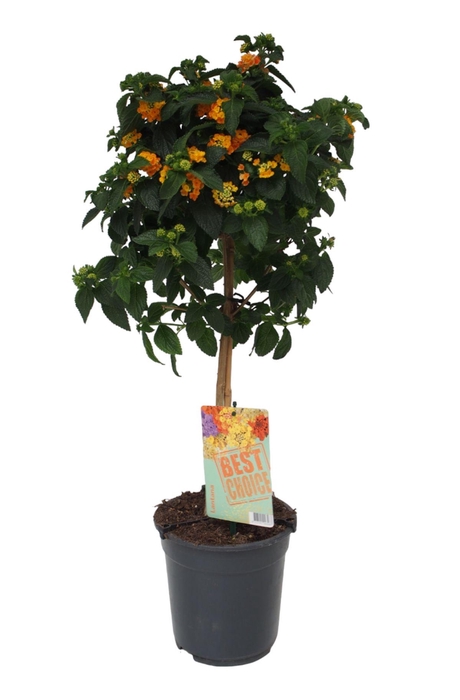 <h4>Lantana oranje</h4>