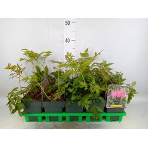 Astilbe chinensis 'Vision in Pink'