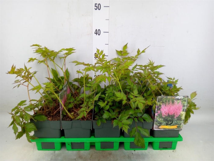 <h4>Astilbe chinensis 'Vision in Pink'</h4>