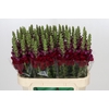 Antirrhinum Opus Red