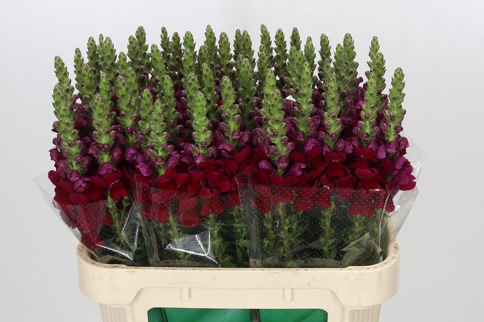<h4>Antirrhinum Opus Red</h4>
