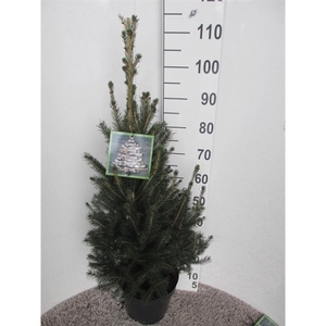 Picea glauca Super Green 60-80 P26