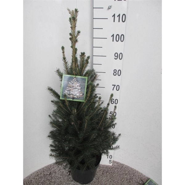 <h4>Picea glauca Super Green 60-80 P26</h4>