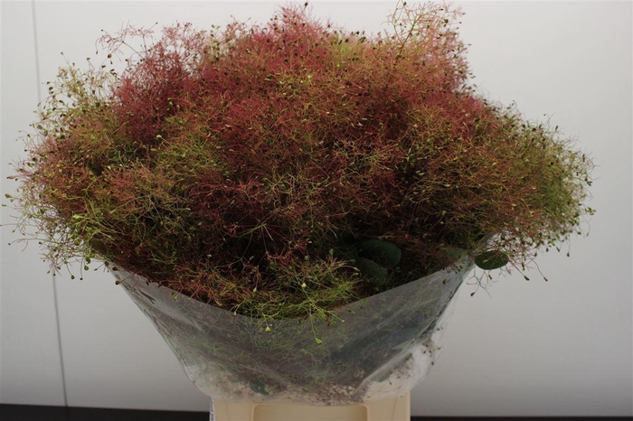 <h4>Cotinus coggygria Magical Torch</h4>