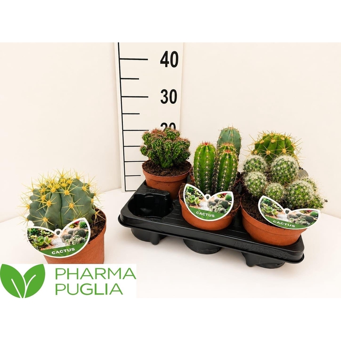 <h4>CACTUS GEM</h4>