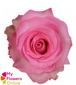 <h4>R Gr Priceless Pink 60cm CO</h4>