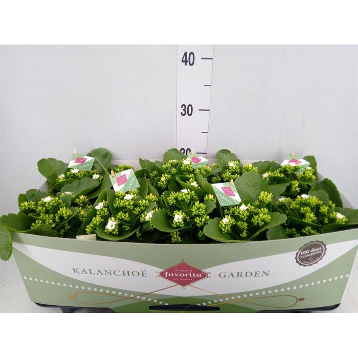 <h4>Kalanchoe blos. 'Asteria'</h4>