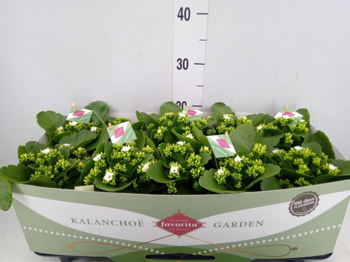 Kalanchoe blos. 'Asteria'