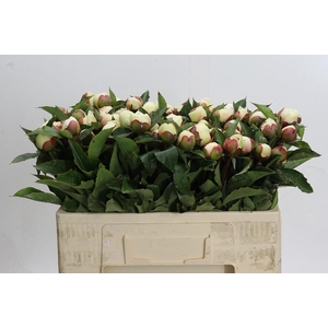 Paeonia Festiva Maxima