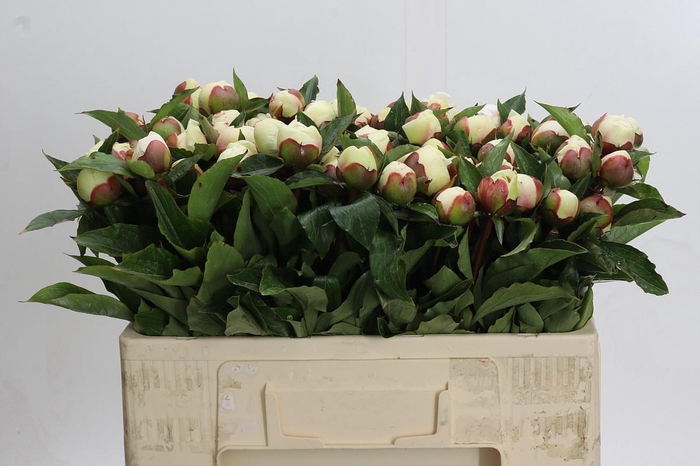 Paeonia Festiva Maxima