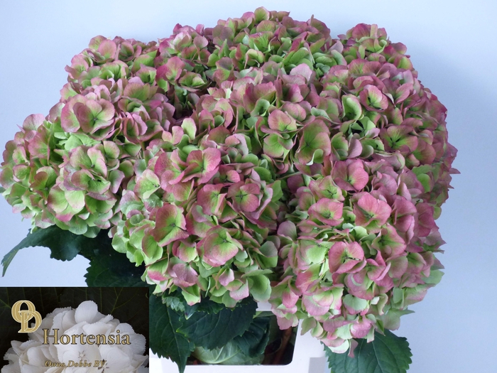 <h4>HYDR M CH VERENA CL</h4>