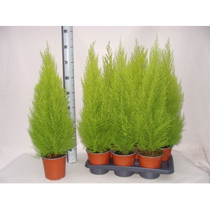 Cupressus macro. 'Goldcrest Wilma'