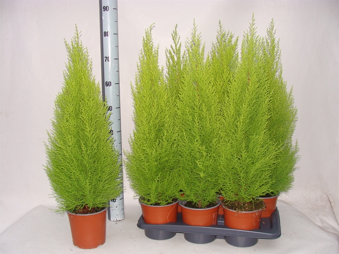 <h4>Cupressus macro. 'Goldcrest Wilma'</h4>