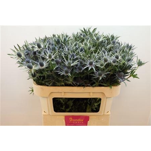 Eryn Mag Blue Lagoon