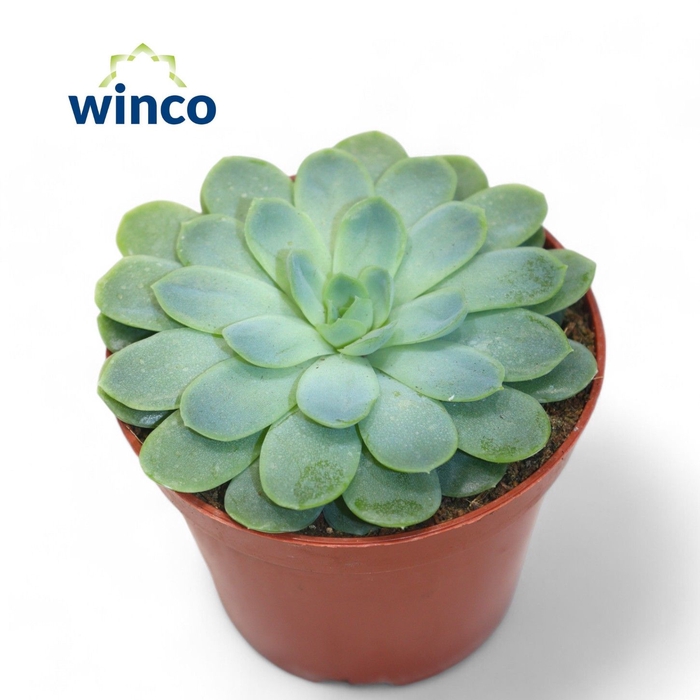 <h4>Echeveria Zonnestraal</h4>