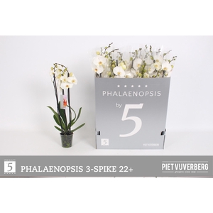 PHAL OV WIT