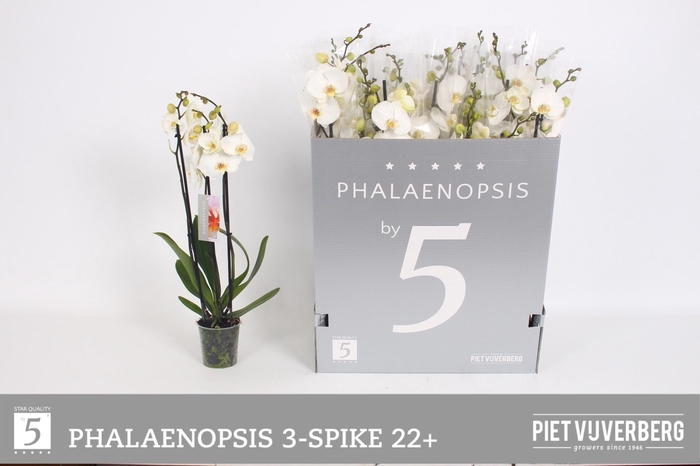 <h4>PHAL OV WIT</h4>