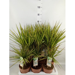 Dracaena marg. 'Sunray'