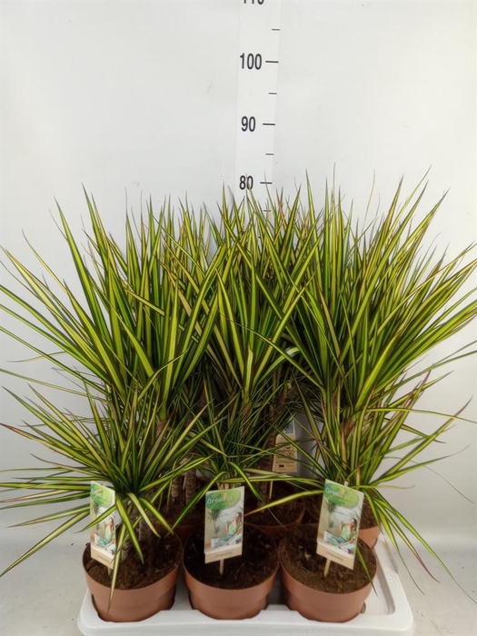 <h4>Dracaena marg. 'Sunray'</h4>