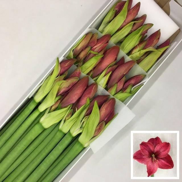 <h4>HIPP GA CASSIS</h4>