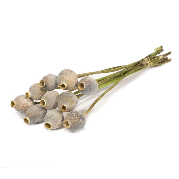 <h4>Papaver Gigant Natural Green Grey</h4>