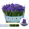 Limonium sinuatum 'Crystal Dk Blue'