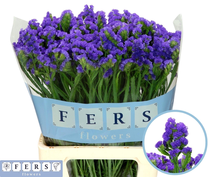 <h4>Limonium sinuatum 'Crystal Dk Blue'</h4>