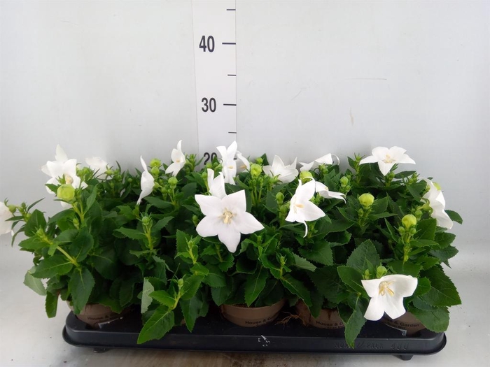 <h4>Platycodon grand. 'Astra White'</h4>