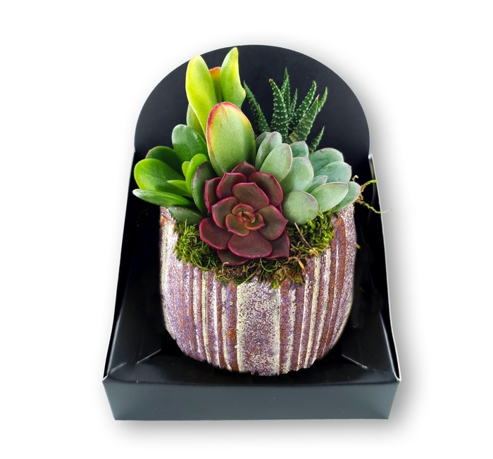 <h4>ARR SUCCULENTEN</h4>