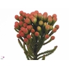 Brunia Laevis Red