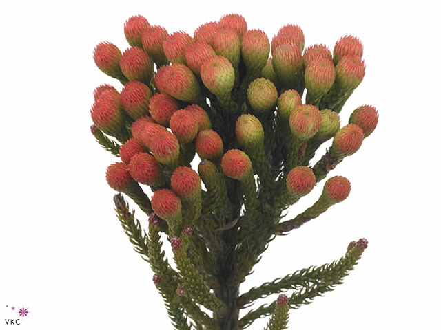 Brunia Laevis Red