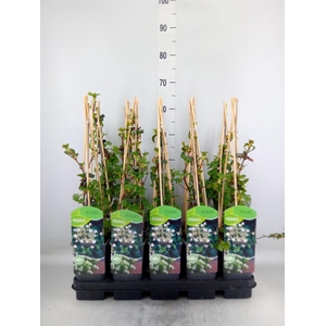 Hydrangea anomala subsp. petiolaris