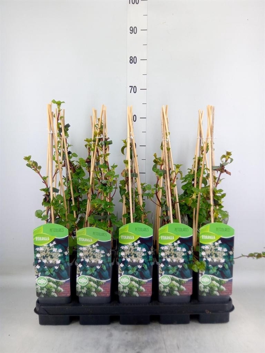 <h4>Hydrangea anomala subsp. petiolaris</h4>