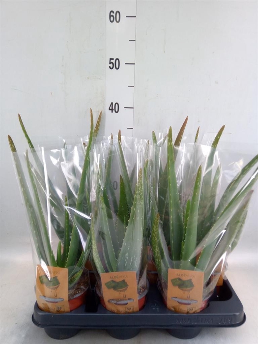 <h4>Aloe vera</h4>