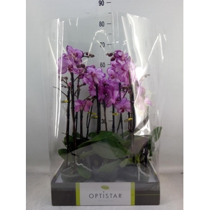 Phalaenopsis   ...rose