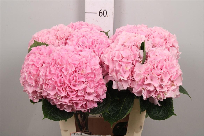 <h4>Hydr M Mag Pi Floyd</h4>