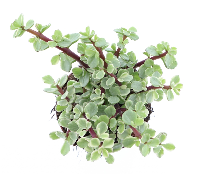 <h4>Portulacaria Afra Variegata</h4>